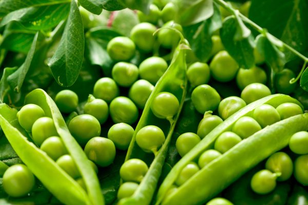 Green peas in the pod up close. Picture food ingredients