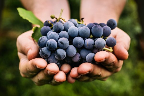 Grapes harvest. Farmers hands with freshly harvested black grapes.