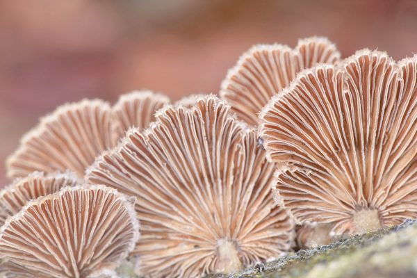 Gillies, Split Gills or Split giil, Schizophyllum commune, is an important medicinal mushroom with antiviral properties