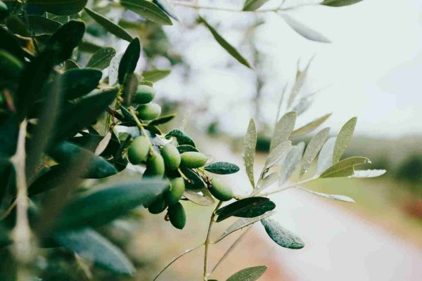 olives-on-branch