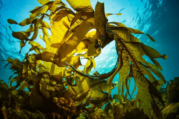 Seaweed and Sunlight